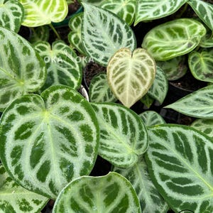 Anthurium silver blush - Etsy 日本