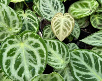 Anthurium Dorayaki Silver Blush Small Size