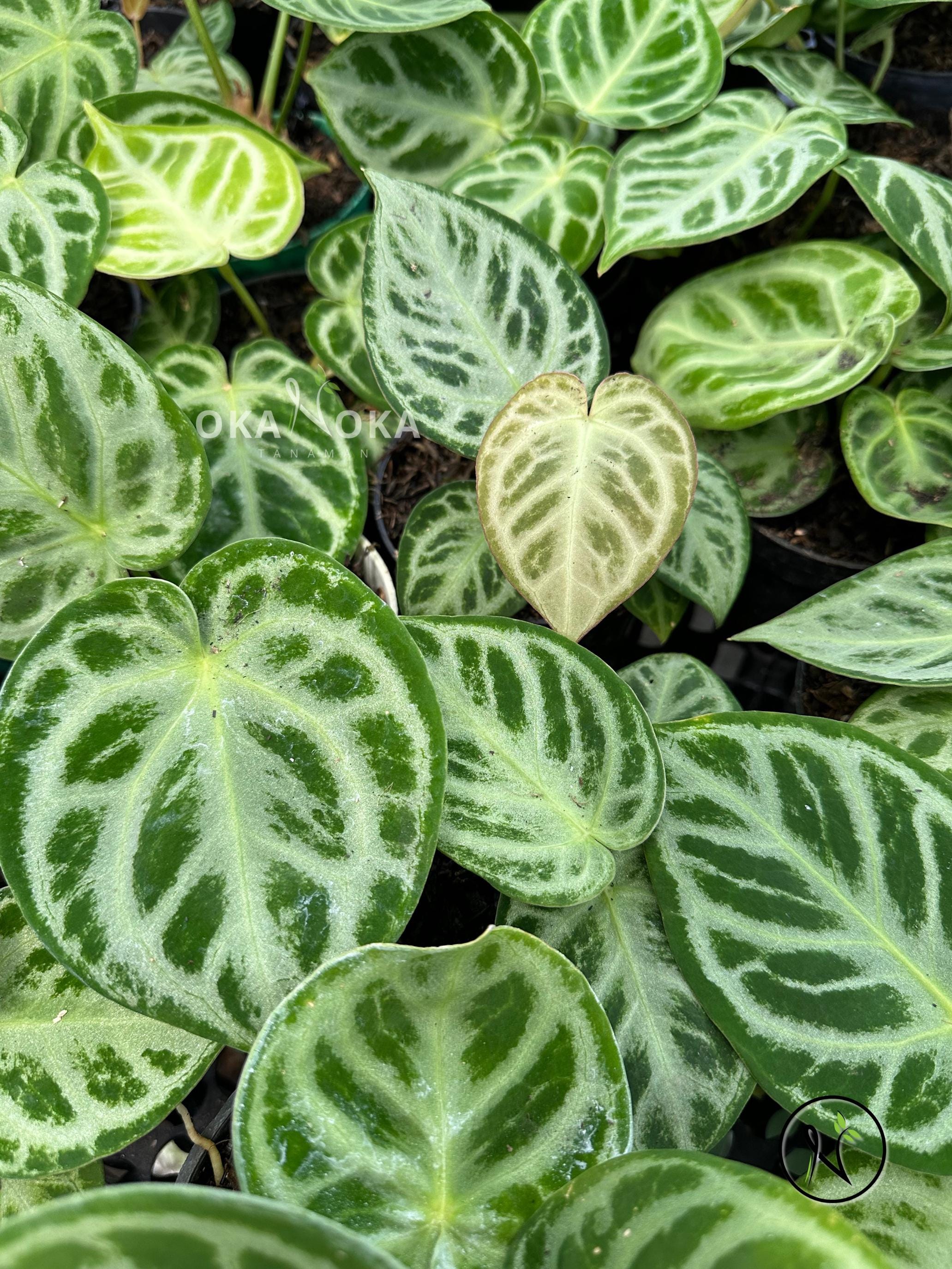 Anthurium silver blush - Etsy 日本