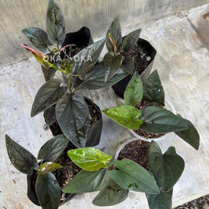 Syngonium Red Arrow