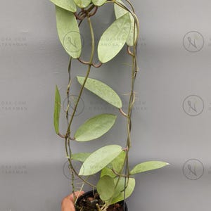 Hoya silver dollar - Etsy 日本