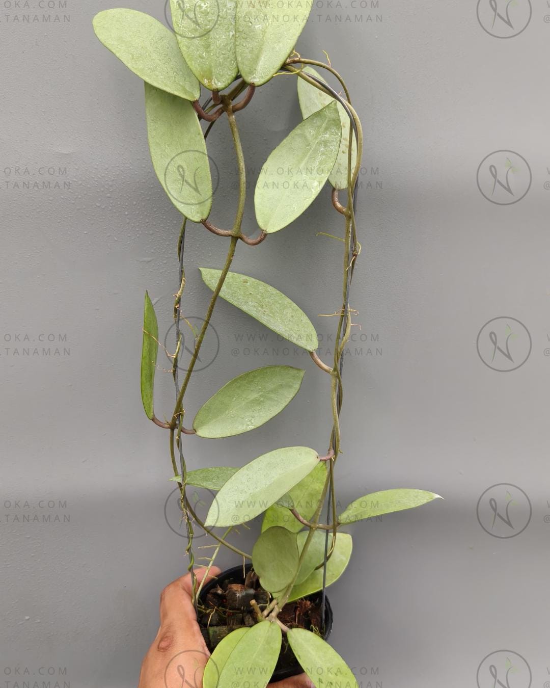 Hoya silver dollar - Etsy 日本