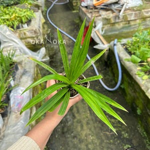 Pandanus Amaryllifolius