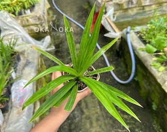 Levende pandanplant (Pandanus Amaryllifolius) - keukenkruid
