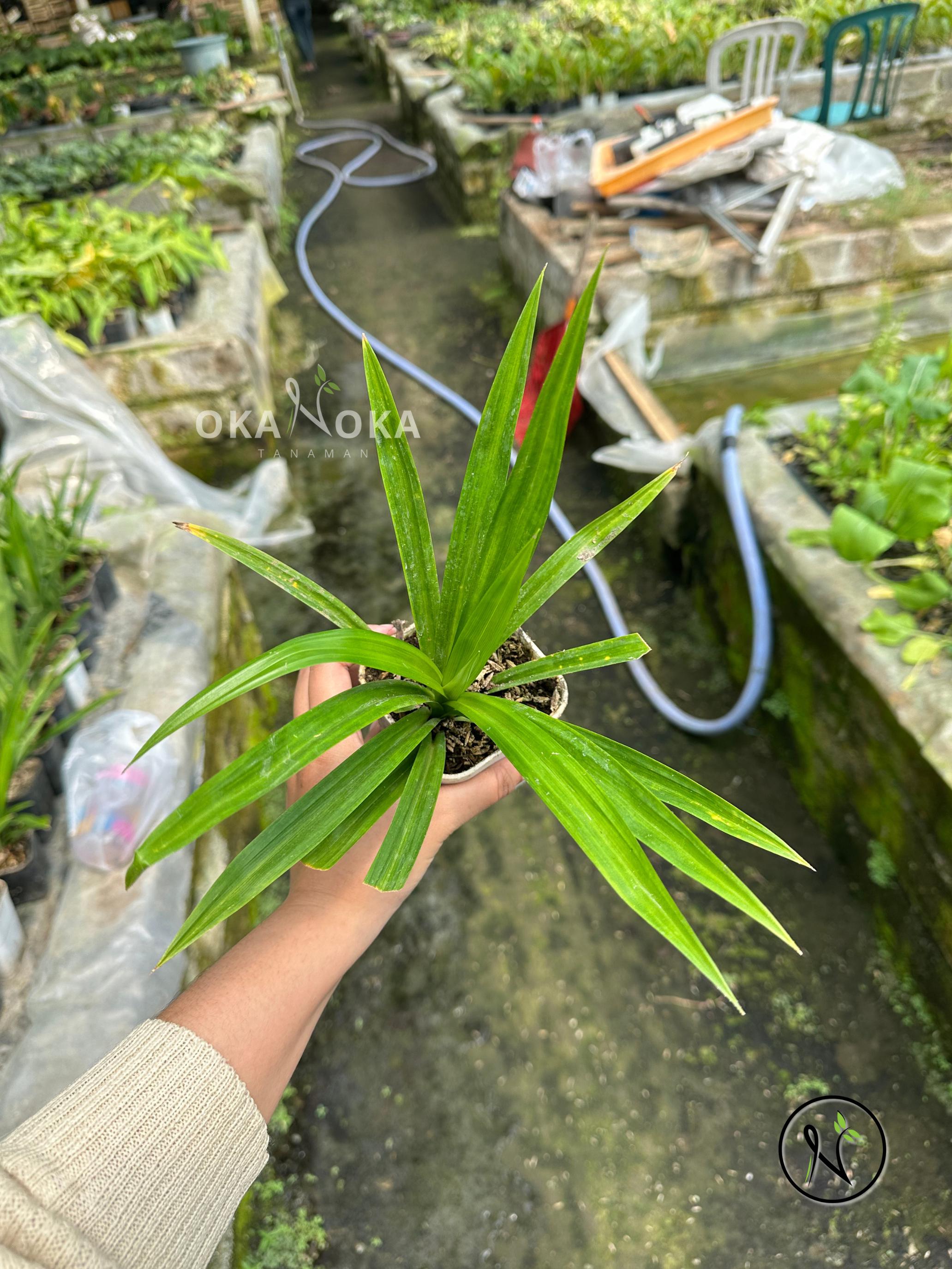 Pandanus amaryllifolius - Etsy 日本
