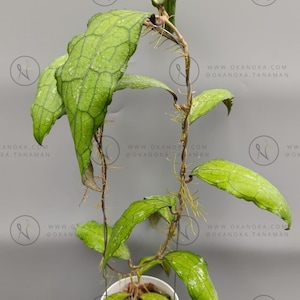 Hoya buntok - Etsy 日本