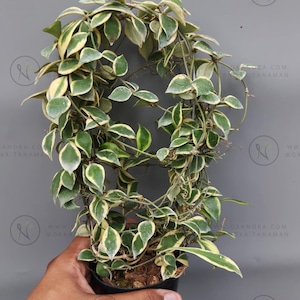 Hoya Bakoensis - Etsy