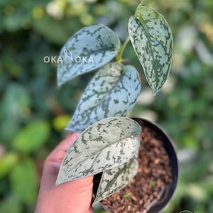 May include: A potted Scindapsus pictus 'Argyraeus' plant with large, heart-shaped leaves. The leaves are a silvery-green color with darker green splotches. The pot is black and filled with soil. The text "OKA" is visible on the leaves.