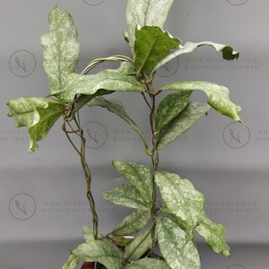 Hoya Mitrata Silver - Etsy