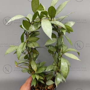 Hoya lacunosa - Etsy 日本
