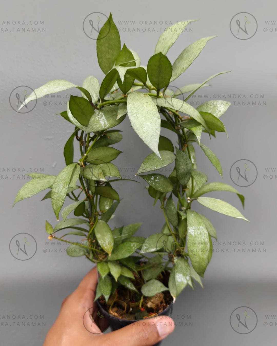 Hoya lacunosa silver - Etsy 日本