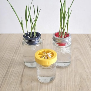 May include: Three glass jars with sprouting spring onions. Two jars have blue and red lids, and the third has a yellow lid. The jars sit on a light brown wooden surface. The onions are growing in water.