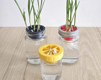 Garlic Grower: Kratky Hydroponics Adapter for Regular Mouth Mason Jar