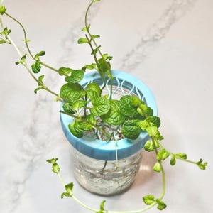 Peut inclure: Un pot en verre transparent avec un couvercle bleu clair contient une plante de menthe verte vibrante. Les feuilles de la plante sont luxuriantes et pleines, avec de longues tiges. Le pot est posé sur une surface en marbre blanc et gris.