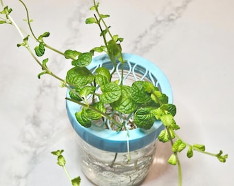 May include: A clear glass jar filled with water and green mint sprigs, topped with a light blue plastic lid featuring a circular grid pattern. The stems of the mint plant extend through the openings of the grid, with leaves draping over the sides.