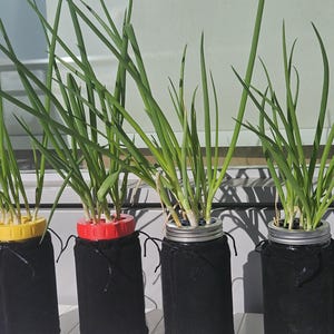May include: Four mason jars with green onion plants. Each jar has a black fabric sleeve and a colored lid: yellow, red, silver, and silver. The green onions have long, slender green leaves. The jars are on a white surface.
