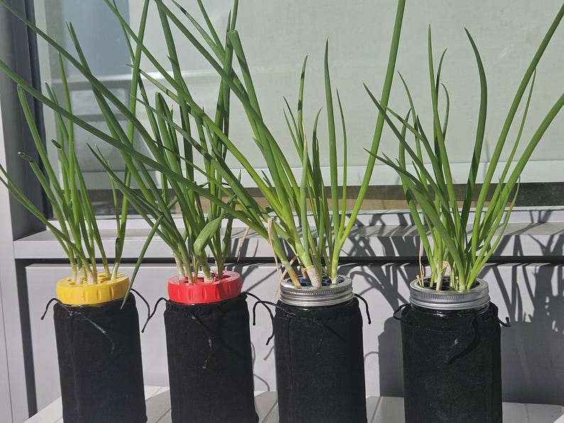 May include: Four mason jars with green onion plants. Each jar has a black fabric sleeve and a colored lid: yellow, red, silver, and silver. The green onions have long, slender green leaves. The jars are on a white surface.
