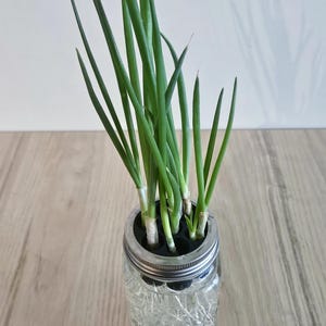 May include: A clear glass mason jar with a metal lid, filled with water and green onions. The onions have long, green stalks and white bases, with visible roots in the water. The jar sits on a light-colored wooden surface.