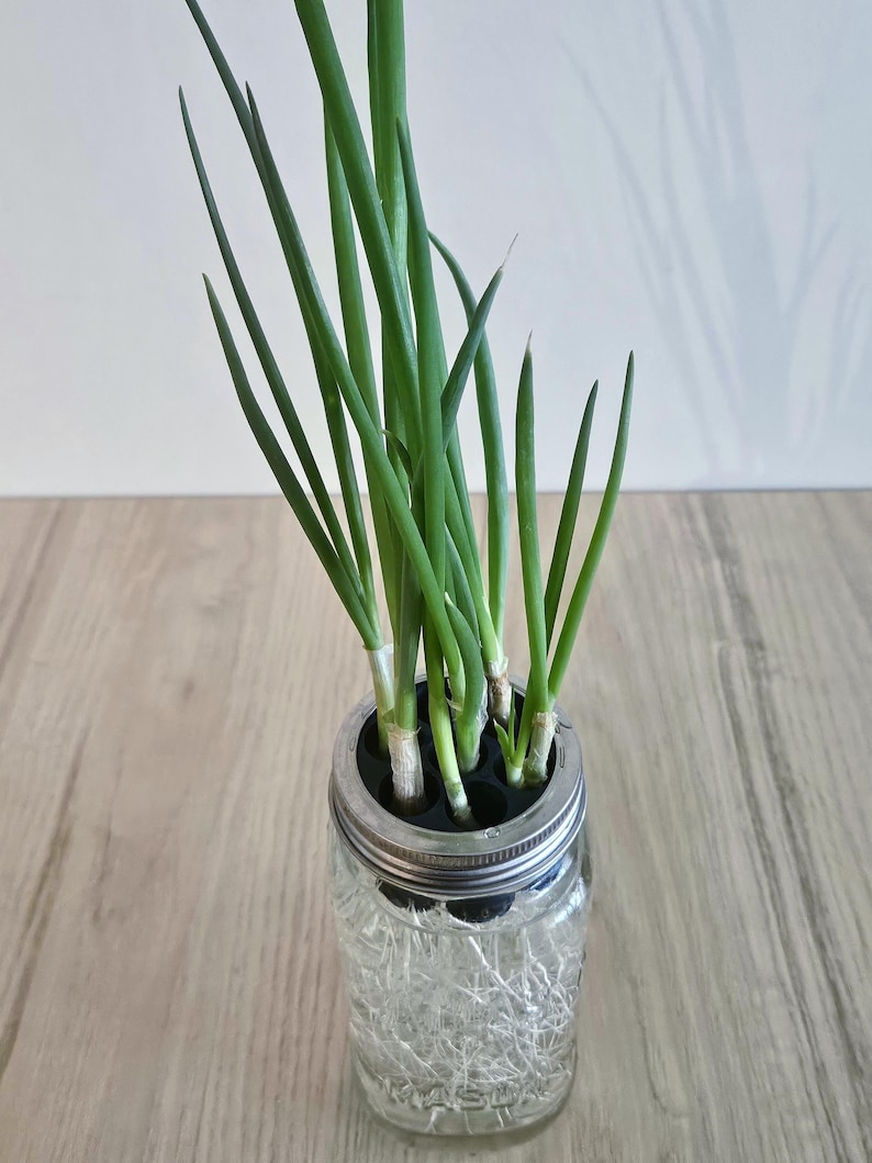 May include: A clear glass mason jar with a metal lid, filled with water and green onions. The onions have long, green stalks and white bases, with visible roots in the water. The jar sits on a light-colored wooden surface.