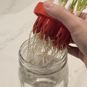 Green Onion Re-Grower: Kratky Hydroponics Adapter for Mason Jars image 5
