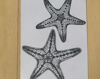 real starfish drawing