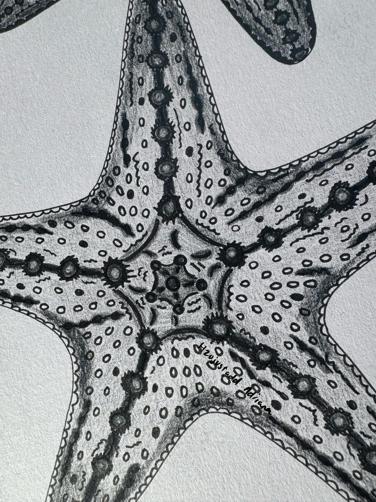 starfish-pencil-drawing-print-etsy