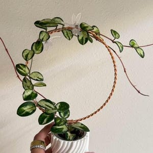 Hoya Mathilde mid Cutting