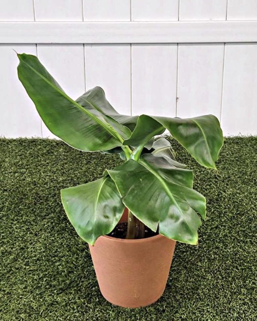 Compact Dwarf Banana Plant – Tropical Indoor & Patio Fruit Tree With ...