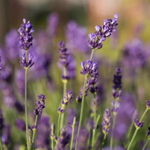 Fragrant English Lavender Seeds – Aromatic Perennial Herb with Purple Blooms, Ideal for Borders & Pollinator Gardens
