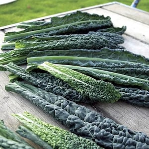 Black Magic Kale Seeds – Lacinato “Dinosaur” Kale, 65-Day, Dark Savoy Leaves, Open-Pollinated