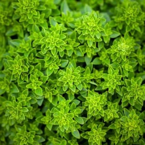Minette Basil Seeds – Compact, Aromatic Herb for Culinary and Ornamental Use