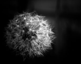 Luce di dente di leone - Fotografia su Alu-Dibond 40 x 50 cm | firmata a mano | edizione limitata | Guido Lucker