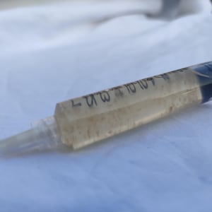 Culture liquide de champignons crinière de lion (Hericium erinaceus) seringue de 10 ml