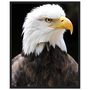 Majestic Bald Eagle Wooden Framed Wall Art | Unique Gift Idea