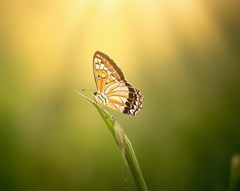 Descarga digital de arte de tallo de mariposa 1