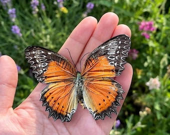 Espécime de borboleta preservado, exibição de inseto real, artesanato de taxidermia sem montagem, presente curioso, decoração de parede natural