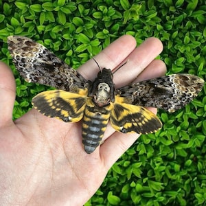 Taxidermy Death’s-head Hawkmoth | Skull Moth Specimen | Moth Display, Butterfly Specimen, Gothic Décor, Entomology Gift