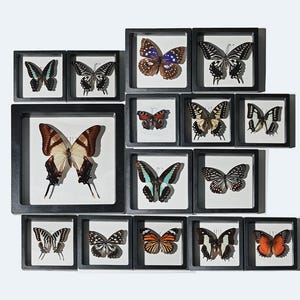 Può includere: Una collezione di farfalle incorniciate, ciascuna in una cornice quadrata nera. Le farfalle mostrano una varietà di colori e motivi, tra cui blu, marrone, arancione e nero. Le cornici sono disposte su uno sfondo bianco.