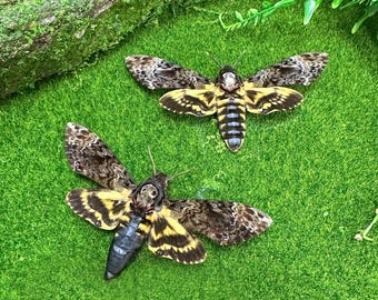 Real Death’s Head Hawk Moth | Skull Moth Display Specimen | Gothic Wall Art, Dark Academia Décor, Oddities Collection, Collector Gift