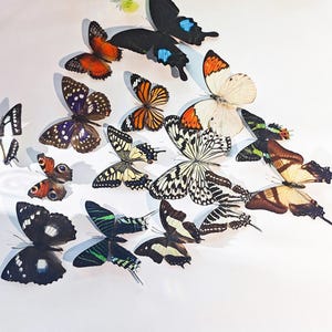 Könnte beinhalten: Eine Sammlung farbenfroher Schmetterlingsdekorationen in verschiedenen Größen und Mustern. Die Schmetterlinge weisen eine Reihe von Farben auf, darunter Schwarz, Orange, Weiß und Blau, mit aufwendigen Flügeldesigns. Die Schmetterlinge sind auf einer weißen Oberfläche angeordnet.