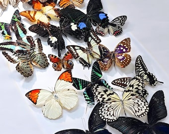 5-125 stuks echte vlinderexemplaren, gemengde tropische vlinders, niet-gemonteerde gedroogde vlinders, willekeurige uitgevouwen insecten, taxidermie insectenkunst