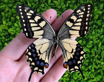 Echte Schmetterlingsprobe, konservierte Verbreitung Schmetterling, Insektenprobe Geschenk, einzigartiges Geschenk, Schmetterling DIY Handwerk, natürliches ästhetisches Probestück