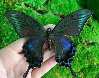 Real Butterfly Specimen, Preserved Spread butterfly, Insect Specimen Gift, Gift for Nature Lovers, Moth Specimen Gift, Nature Wall Decor