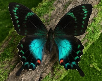 Ejemplar de mariposa real, mariposa extendida preservada, regalo de ejemplar de insecto, recuerdos de ejemplares de mariposa, arte taxidermia, regalo para amantes de la naturaleza