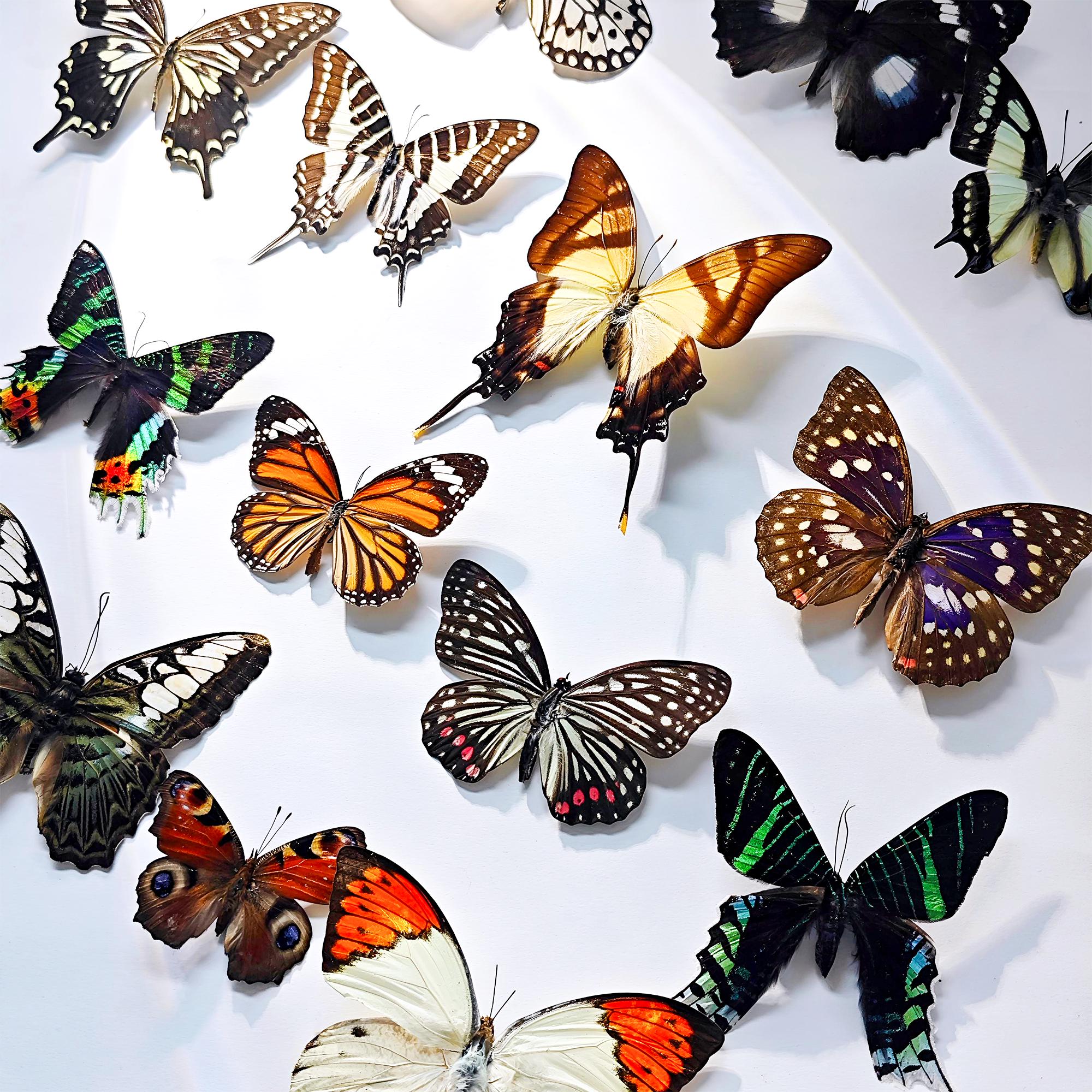 Real Butterfly Specimens Set 5-125 PCS, Mixed Tropical Butterflies ...