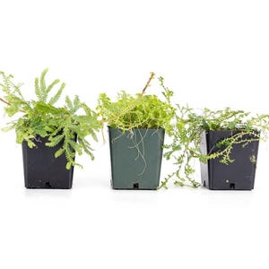 Selaginella - Grower&#39;s Choice