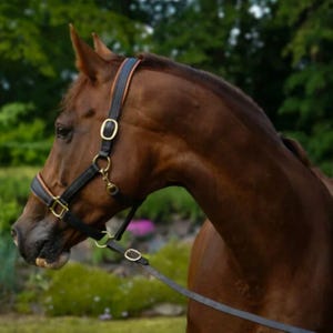 May include: A brown horse wearing a black leather halter with gold-colored hardware. The halter has a padded noseband and crown piece. The horse is in front of a blurred green background.