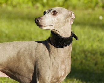 May include: A slender, light grey dog with a black collar stands in a grassy field. The dog has a sleek coat and alert expression, with a black collar. The background is a blur of green foliage.