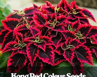 25 Kong Red Coleus Seeds: Giant Red & Green Foliage Plant