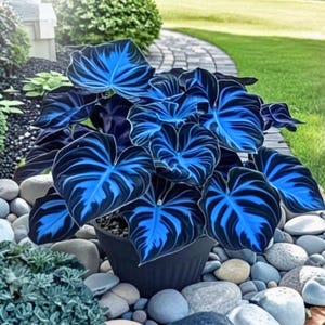 Puede incluir: Una planta en maceta con hojas grandes en forma de corazón. Las hojas son una llamativa combinación de azul oscuro y negro, con intrincados patrones de vetas azules. La planta está en una maceta negra, rodeada de guijarros grises lisos.